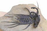 Crazy, Spiny Dicranurus Trilobite - Atchana, Morocco #381164-3
